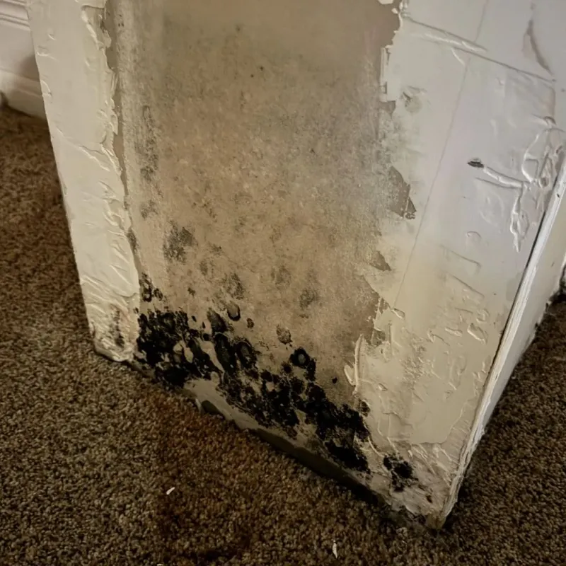 Professional Mold Removal in Peru, ME